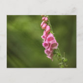 Foxglove Flower Natuur Foto Briefkaart (Voorkant)