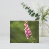 Foxglove Flower Natuur Foto Briefkaart (Staand voorkant)