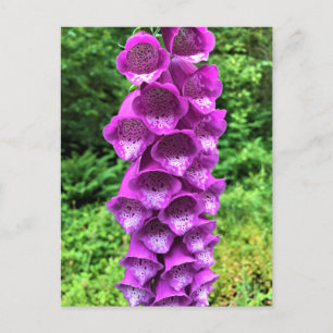 Foxglove Flowers, Oregon Briefkaart