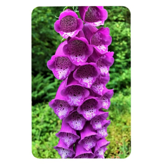 Foxglove Flowers, Oregon Magneet (Verticaal)