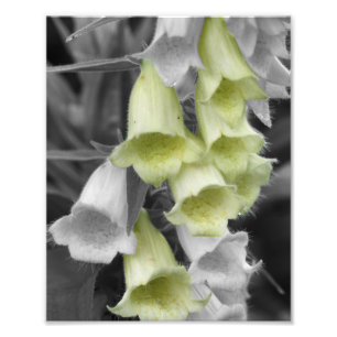 Foxglove Flowers Partiële Kleur 8x10 Foto Afdruk