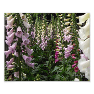 Foxglove Garden Foto Afdruk
