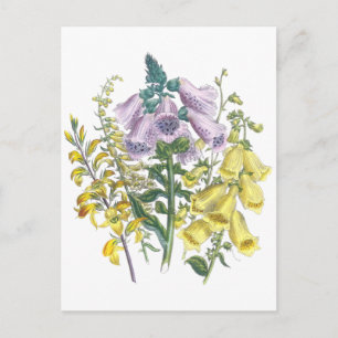  Foxglove-illustratie Briefkaart