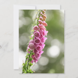 Foxglove Natuur Foto Kaart
