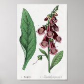 Foxglove Poster (Voorkant)