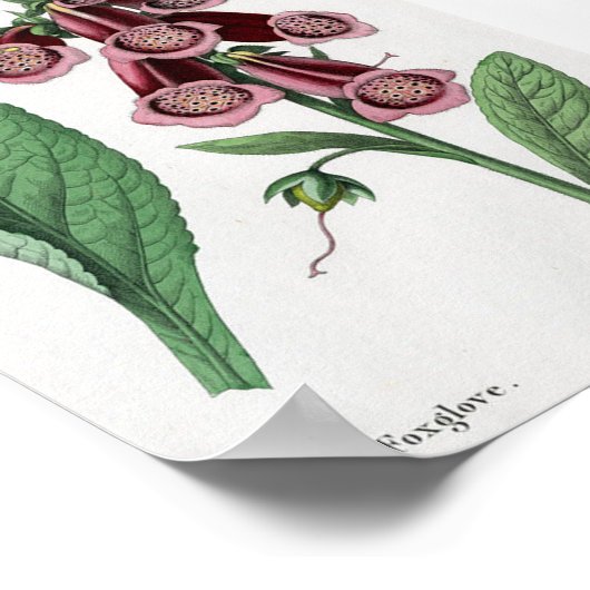 Foxglove Poster (Hoek)