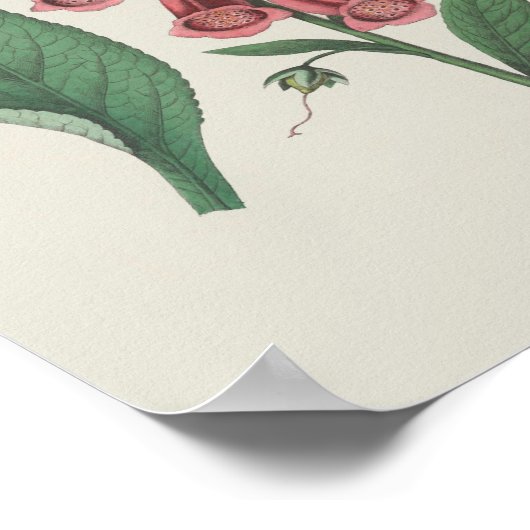 Foxglove Wildflower Botanische bloem Poster (Hoek)