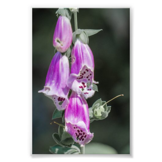 Foxglove's bloemen foto afdruk (Voorkant)