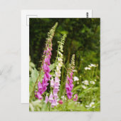 Foxhandschoenen Briefkaart (Voorkant / Achterkant)