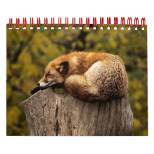 Foxoxes in Natuur fotografie Kalender