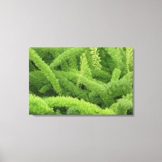 Foxtail Fern, Asparagus densiflorus myers Canvas Afdruk (Voorkant)