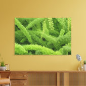 Foxtail Fern, Asparagus densiflorus myers Canvas Afdruk (Insitu (Woonkamer))