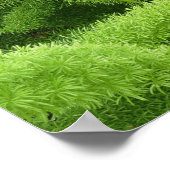 Foxtail Fern, Asparagus densiflorus myers Poster (Hoek)