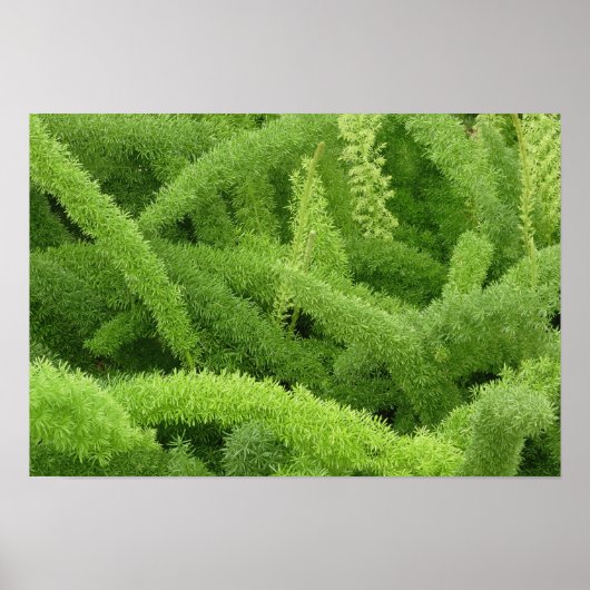 Foxtail Fern, Asparagus densiflorus myers Poster (Voorkant)