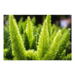 Foxtail Fern Foto Afdruk
