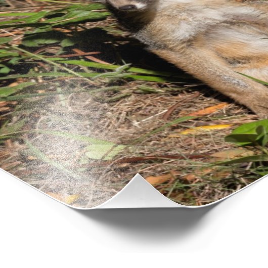 Foxy Baby Foto Afdruk (Hoek)