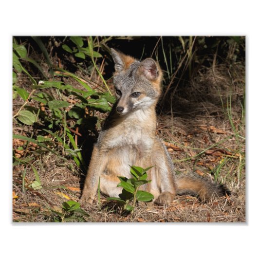 Foxy Baby Foto Afdruk (Voorkant)
