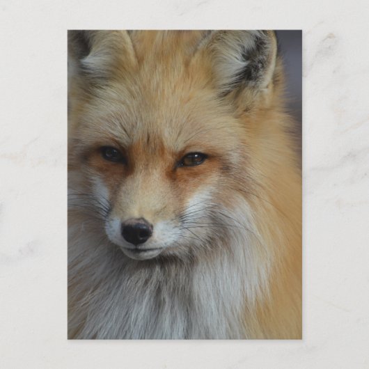 Foxy Fox Briefkaart (Voorkant)