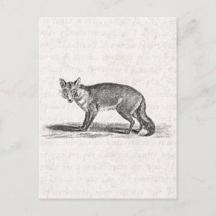 Foxy Fox Illustration - 1800's Foxes Briefkaart