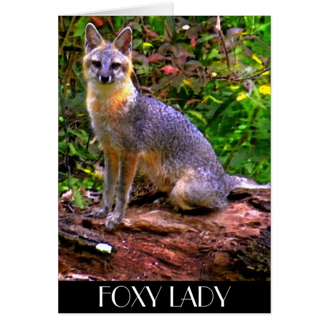 FOXY LADY (Devant)