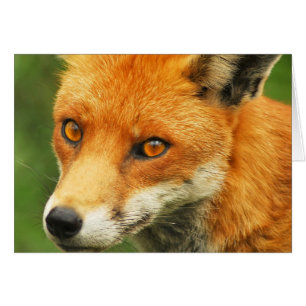 Foxy Lady