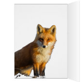 Foxy Stare (Intérieur (Gauche))
