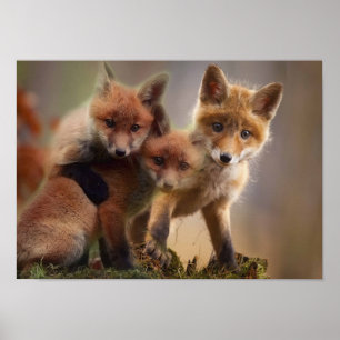 Foxy Triplets Poster
