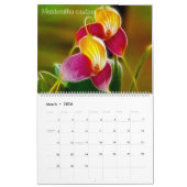 Fractalius Orchids 2012 Kalender (Mar 2026)