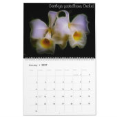 Fractalius Orchids 2012 Kalender (Jan 2027)