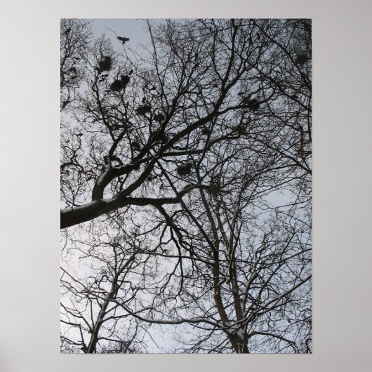 Fractals in Natuur: Foto Poster  kweken (Voorkant)