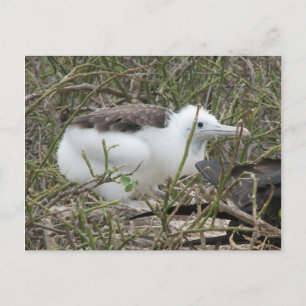 Fragata (fregatvogel) chick, Isla Seymour, Galapa Briefkaart