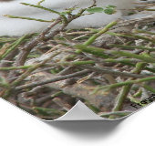 Fragata (fregatvogel), Isla Seymour, Galapa Poster (Hoek)