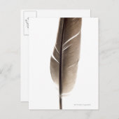 Fragile witte veer briefkaart (Voorkant / Achterkant)