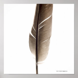 Fragile witte veer poster