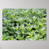 Fragrant Oregano Poster (Voorkant)