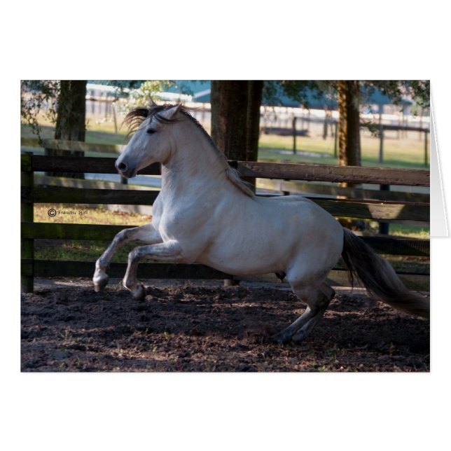 Frais (Devant horizontal)