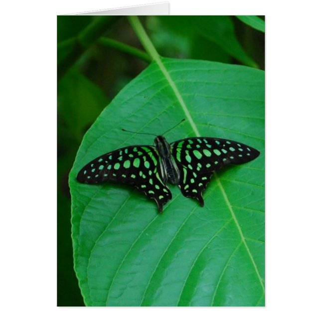 Frais et vert (Devant)