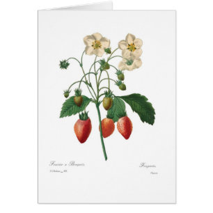 Fraise