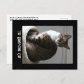 Frak chatte belle carte postale chat (Devant / Derrière)