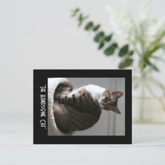 Frak chatte belle carte postale chat (Debout devant)