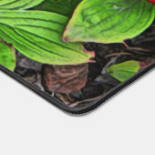 Framboise aux baies (Coin)