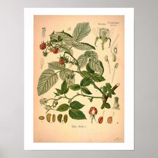 Framboos botanische print (Voorkant)