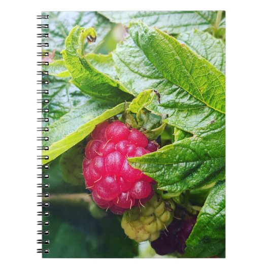 Frambozen Notitieboek (Voorkant)