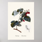 Frambozen Poster (Voorkant)