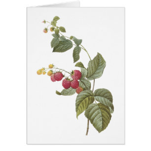 frambozen (Rubus sp.) van Redouté