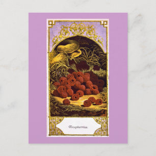 Frambozen - Vintage AD 1874 Briefkaart
