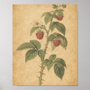 Frambozenstengel met rijpe bessen Botanische Kunst Poster
