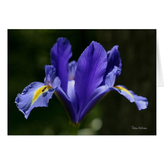 Frameable Art Card (Voorkant Horizontaal)