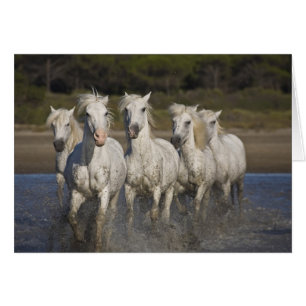 France, Camargue. Chevaux courir