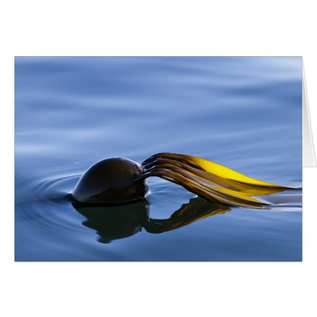 Frances d'or (Devant horizontal)